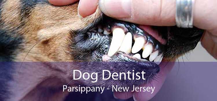 Dog Dentist Parsippany - New Jersey
