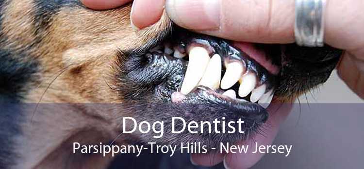 Dog Dentist Parsippany-Troy Hills - New Jersey