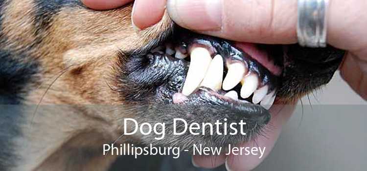 Dog Dentist Phillipsburg - New Jersey