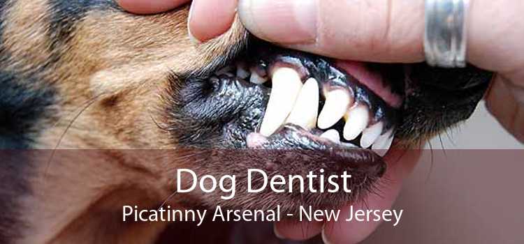 Dog Dentist Picatinny Arsenal - New Jersey