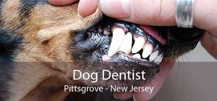 Dog Dentist Pittsgrove - New Jersey