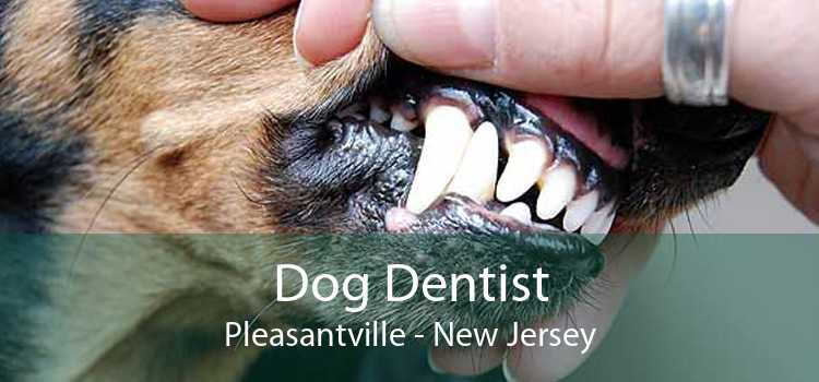 Dog Dentist Pleasantville - New Jersey