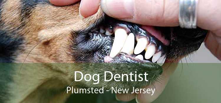 Dog Dentist Plumsted - New Jersey