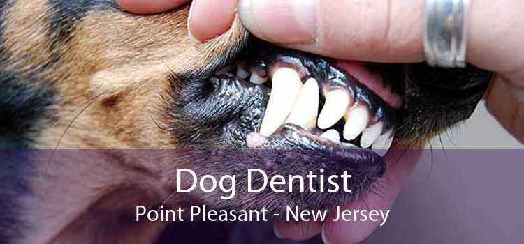 Dog Dentist Point Pleasant - New Jersey