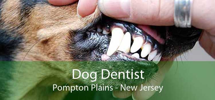 Dog Dentist Pompton Plains - New Jersey