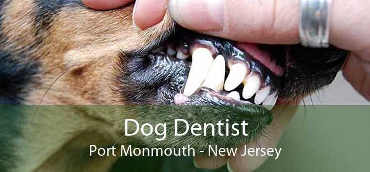 Dog Dentist Port Monmouth - New Jersey