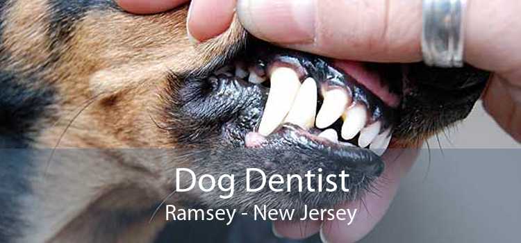 Dog Dentist Ramsey - New Jersey
