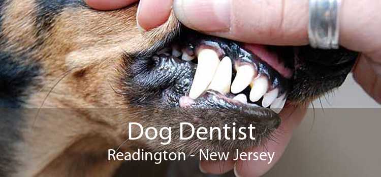 Dog Dentist Readington - New Jersey