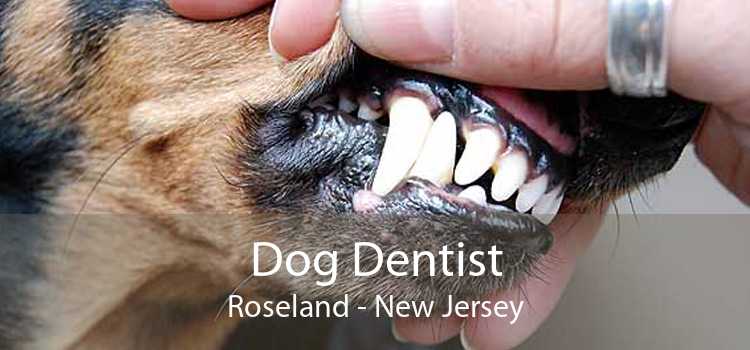 Dog Dentist Roseland - New Jersey