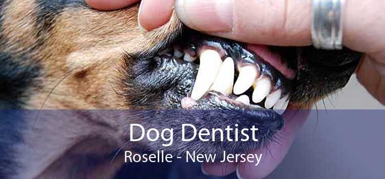 Dog Dentist Roselle - New Jersey