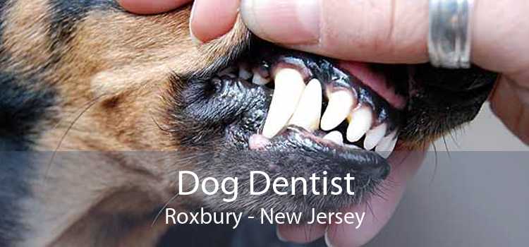 Dog Dentist Roxbury - New Jersey