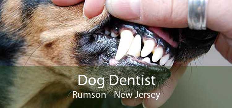 Dog Dentist Rumson - New Jersey