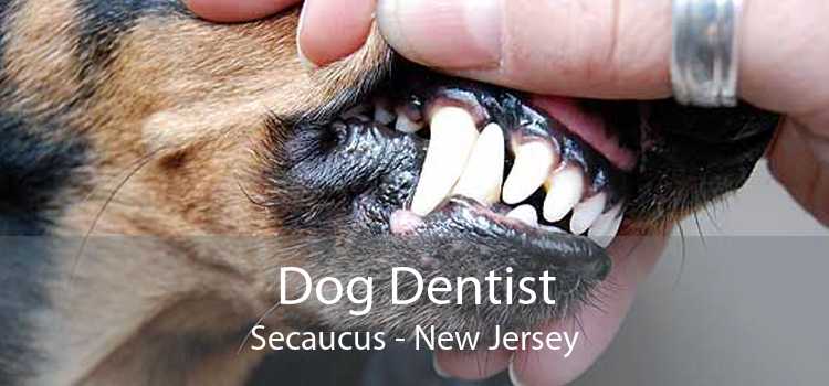 Dog Dentist Secaucus - New Jersey