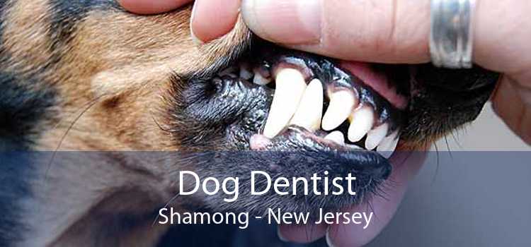 Dog Dentist Shamong - New Jersey