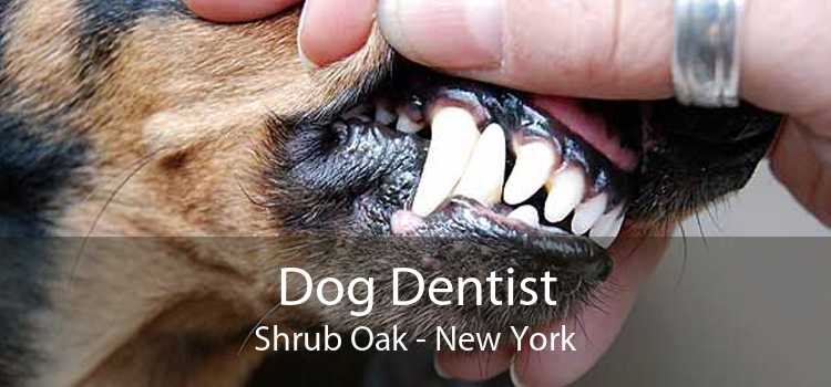 Dog Dentist Shrub Oak - New York