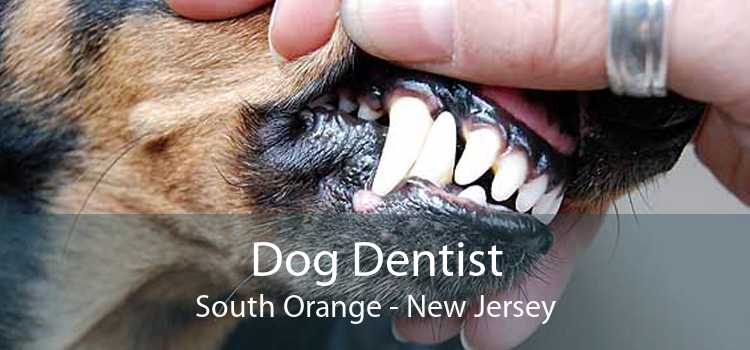 Dog Dentist South Orange - New Jersey