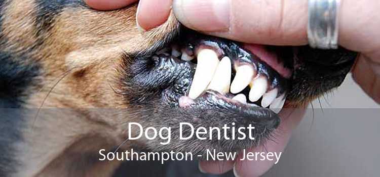 Dog Dentist Southampton - New Jersey