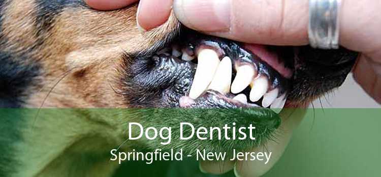 Dog Dentist Springfield - New Jersey