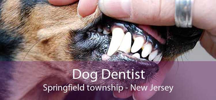 Dog Dentist Springfield township - New Jersey