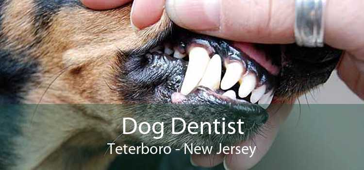 Dog Dentist Teterboro - New Jersey