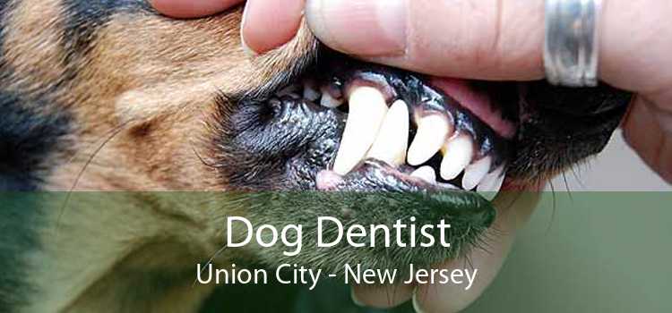 Dog Dentist Union City - New Jersey