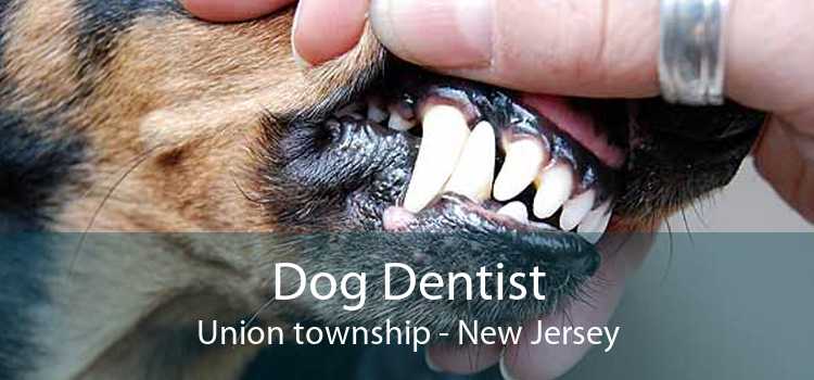 Dog Dentist Union township - New Jersey