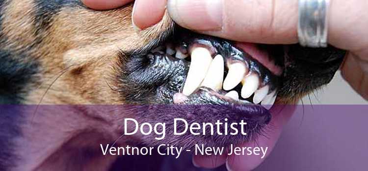 Dog Dentist Ventnor City - New Jersey