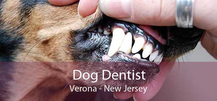 Dog Dentist Verona - New Jersey