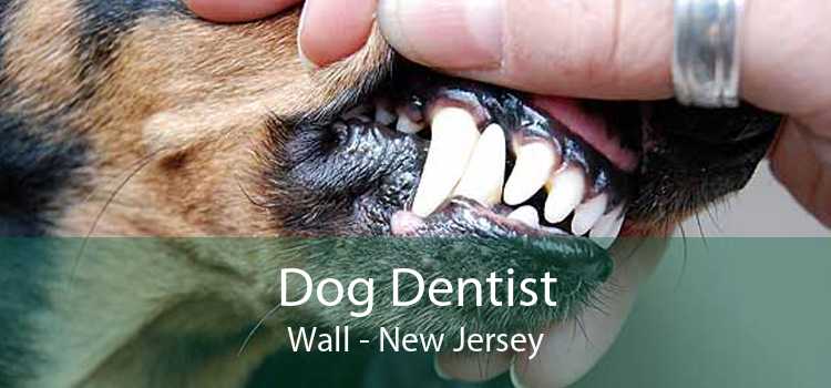 Dog Dentist Wall - New Jersey