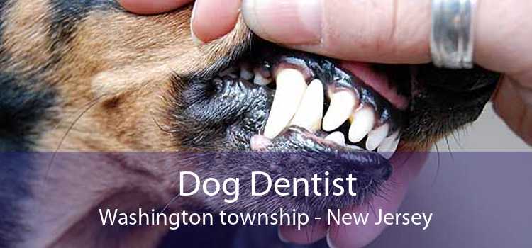 Dog Dentist Washington township - New Jersey