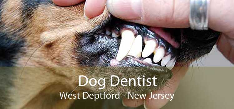 Dog Dentist West Deptford - New Jersey