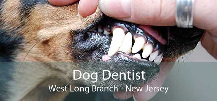 Dog Dentist West Long Branch - New Jersey