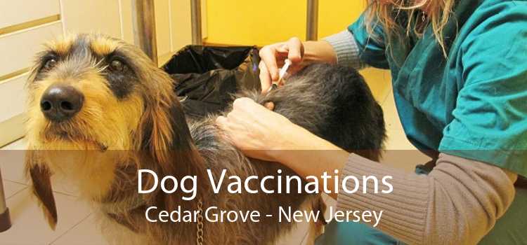 Dog Vaccinations Cedar Grove - New Jersey