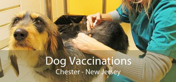 Dog Vaccinations Chester - New Jersey