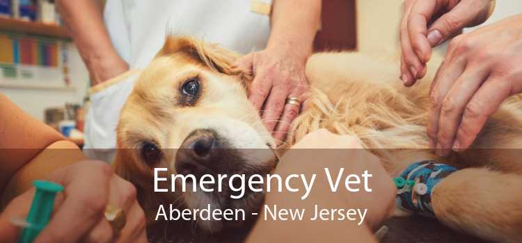 Emergency Vet Aberdeen - New Jersey