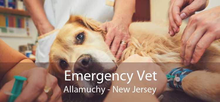 Emergency Vet Allamuchy - New Jersey