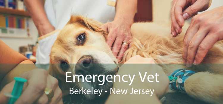Emergency Vet Berkeley - New Jersey