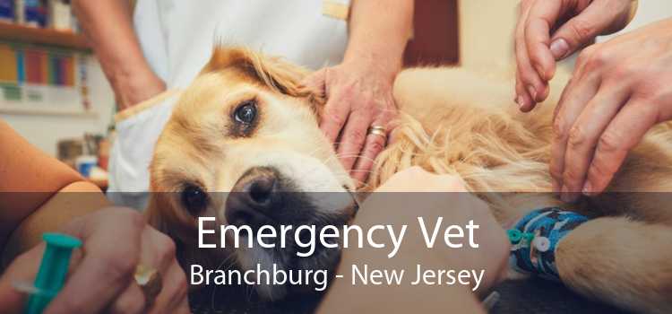 Emergency Vet Branchburg - New Jersey