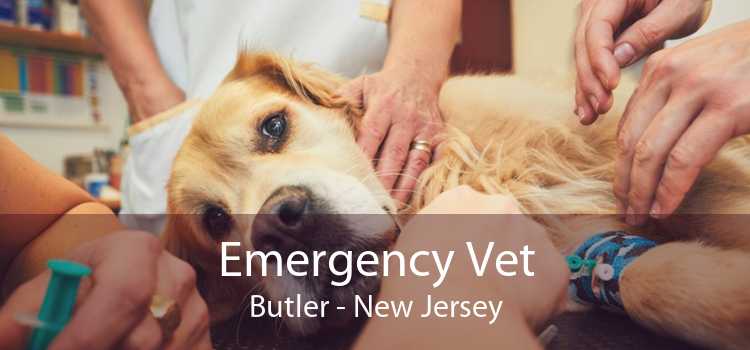 Emergency Vet Butler - New Jersey