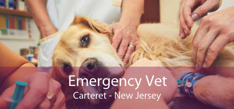 Emergency Vet Carteret - New Jersey