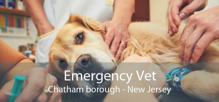 Emergency Vet Chatham borough - New Jersey