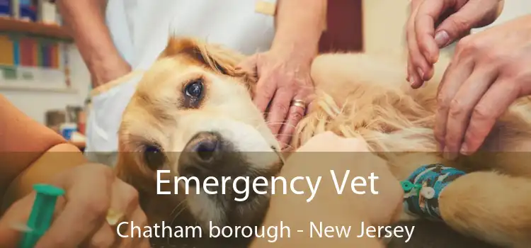 Emergency Vet Chatham borough - New Jersey