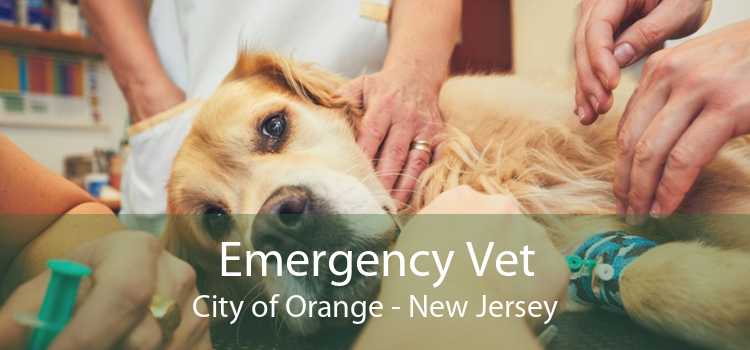 Emergency Vet City of Orange - New Jersey