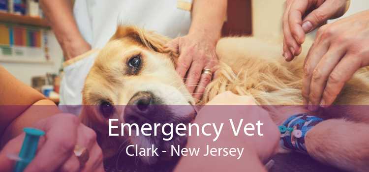 Emergency Vet Clark - New Jersey