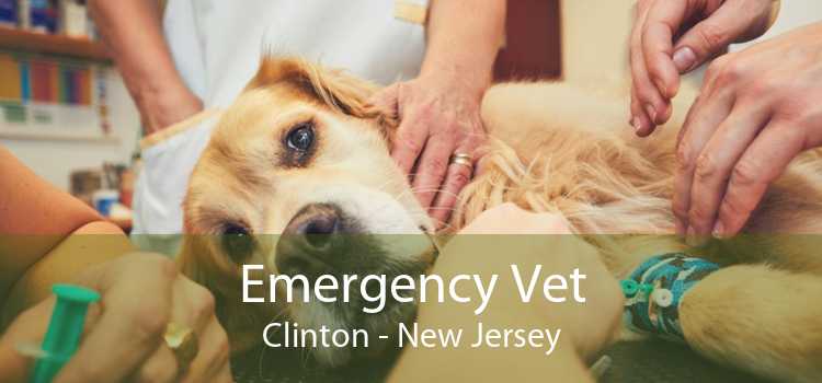 Emergency Vet Clinton - New Jersey