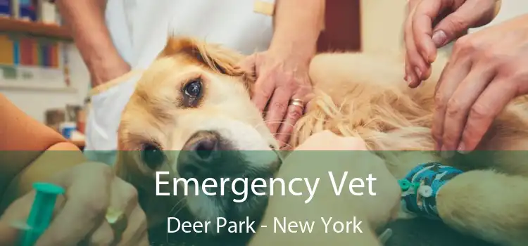 Emergency Vet Deer Park - New York