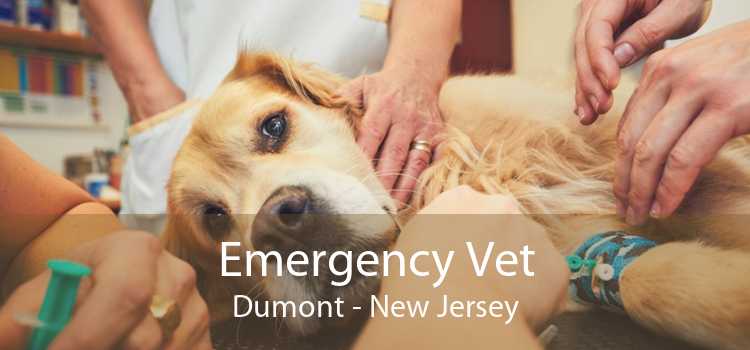 Emergency Vet Dumont - New Jersey