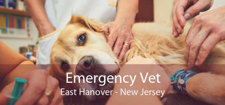 Emergency Vet East Hanover - New Jersey