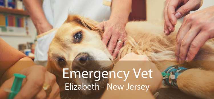 Emergency Vet Elizabeth - New Jersey