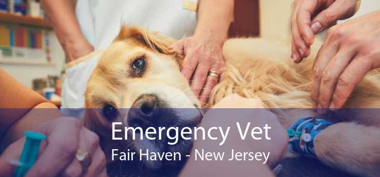 Emergency Vet Fair Haven - New Jersey
